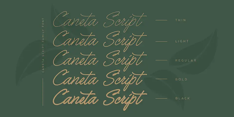 Caneta Script Font