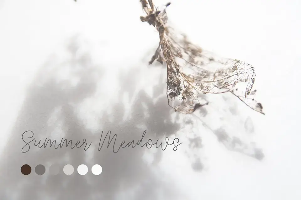 Quietly Rose Single Line Font